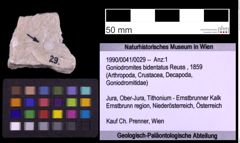 Foto (Objekt + Etiketten) von Goniodromites bidentatus (Reuss, 1859) (NHMW-GEO-1990-0041-0029)